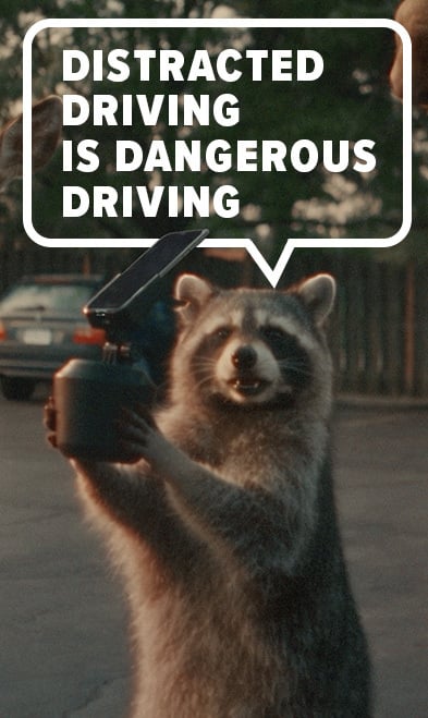Raccoon with a word bubble that reads "Distracted driving is dangerous driving." and is holding a WeatherTech CupFone.