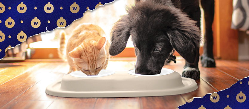 Gifts for Pet Owners